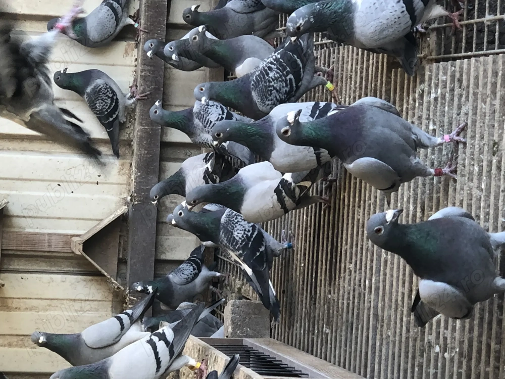 Porumbei belgieni Porumbei belgieni