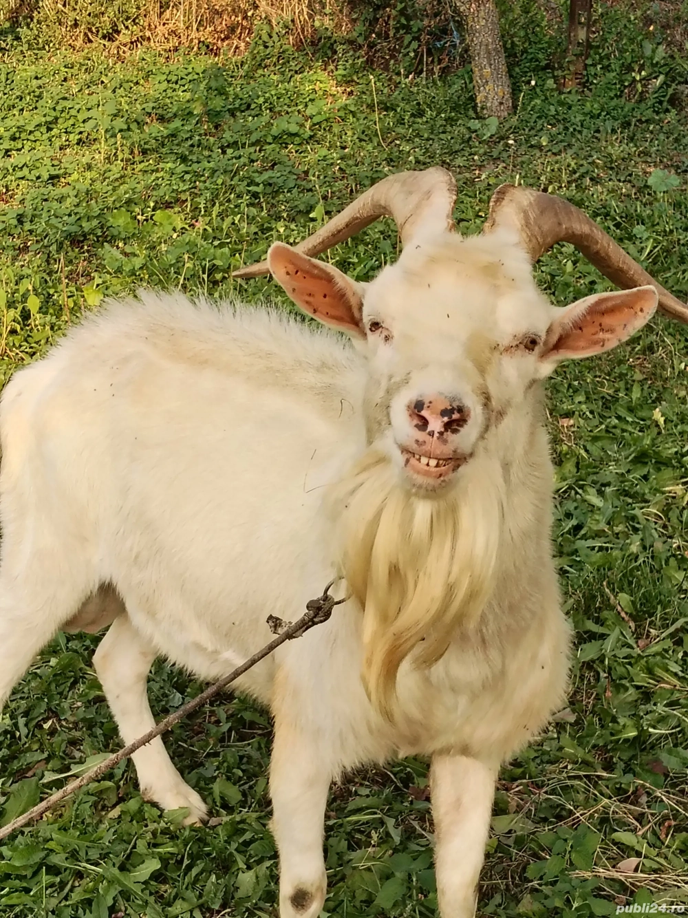 vind tap rasă saneer original virsta 3 ani  vind tap rasă saneer original virsta 3 ani