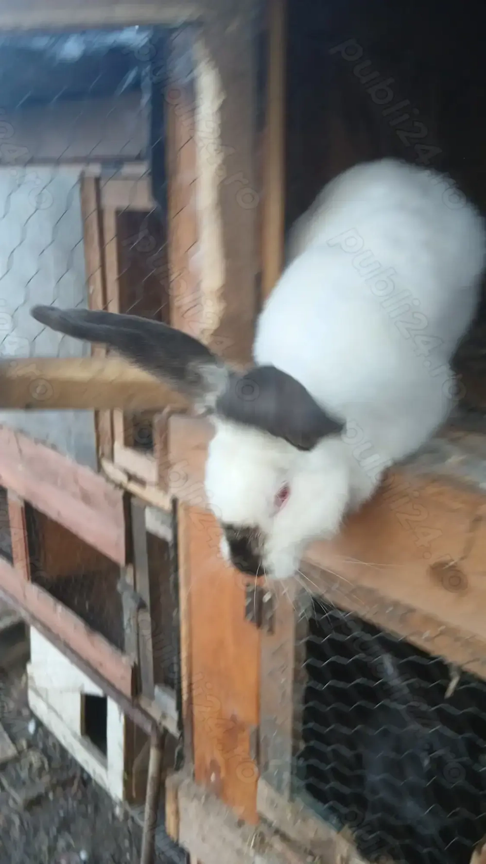 Iepurasi de mai multe rase Iepurasi de mai multe rase