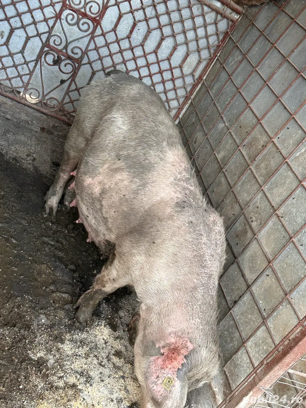 Purcea a doua fatare Purcea a doua fatare