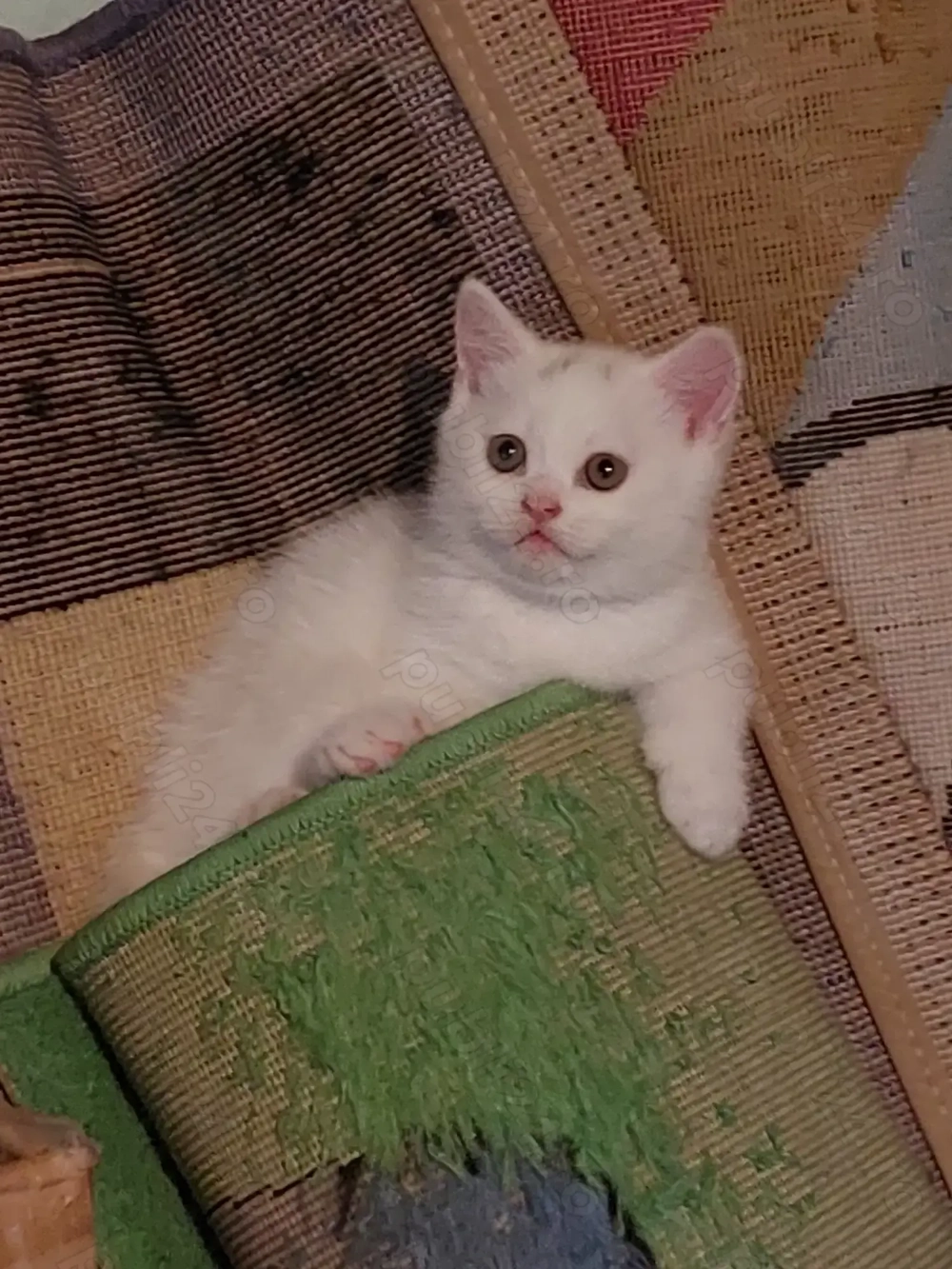 Pisoiaș british White  Pisoiaș british White