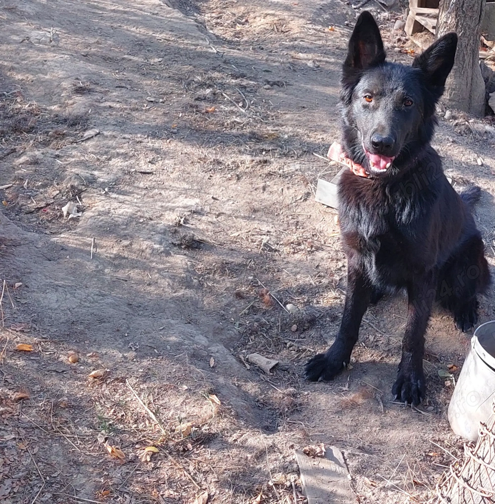 Cățelușa din rasa ciobănesc alsalcian  Cățelușa din rasa ciobănesc alsalcian