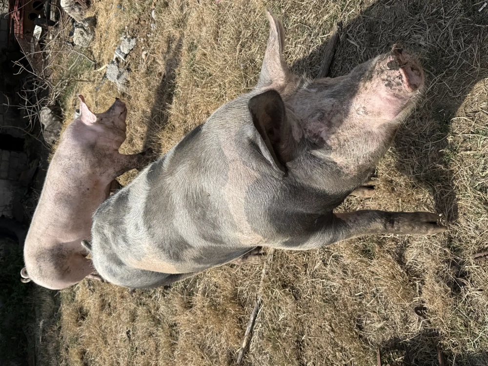 Porci de carne crescuți natural 