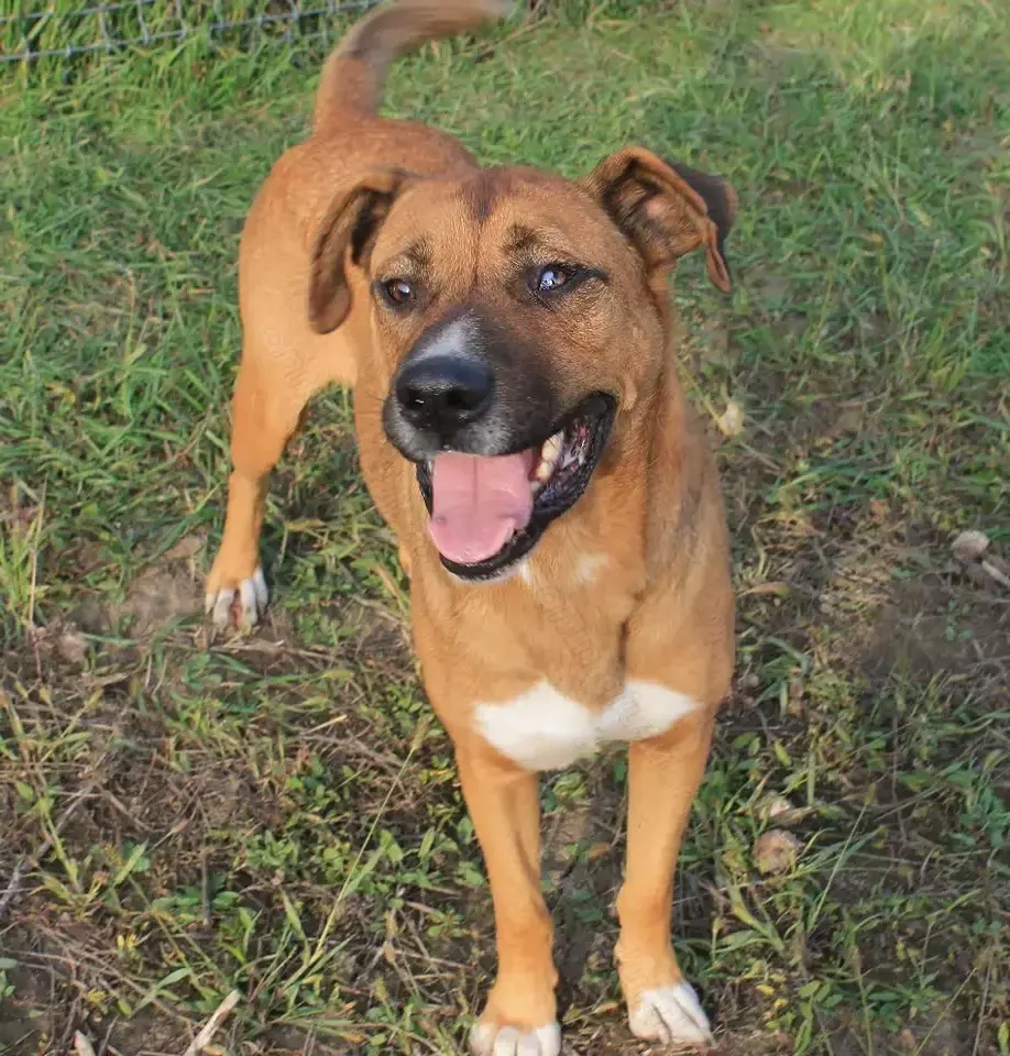 Caine pentru adoptie