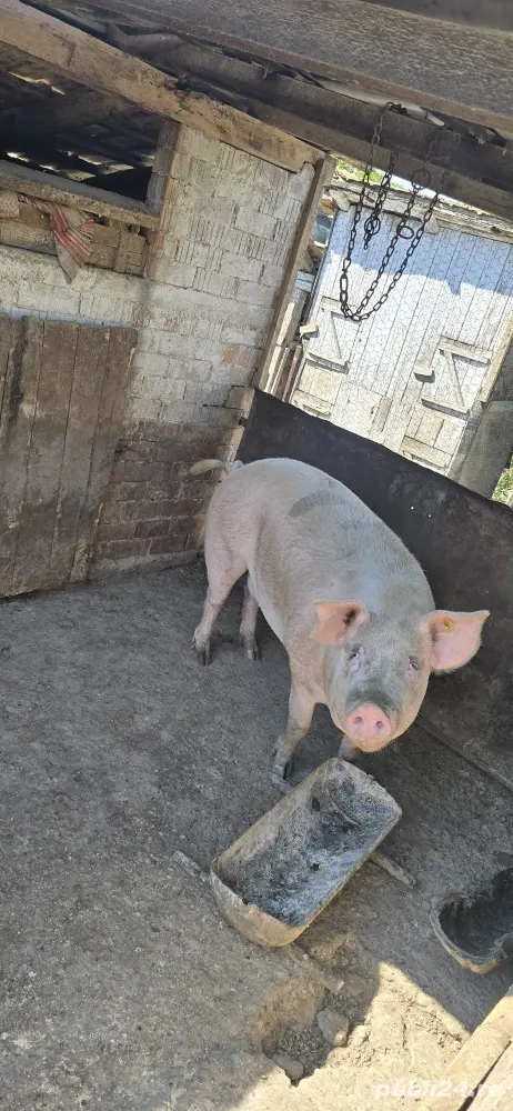 porci de vanzare porci de vanzare