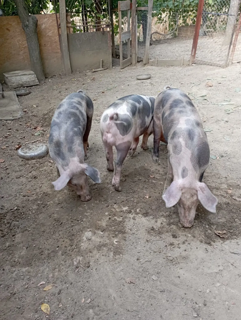 Vand porci (grasuni) - rasa de carne