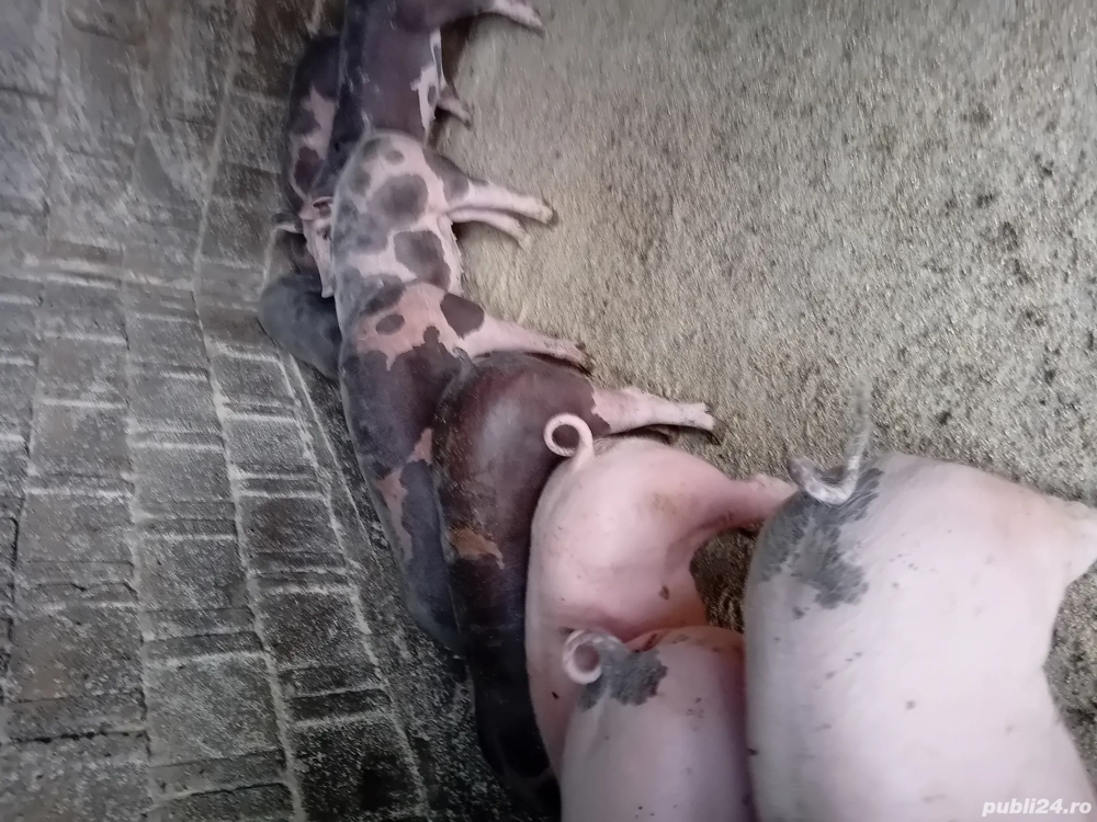 De vanzare purcei ! De vanzare purcei !