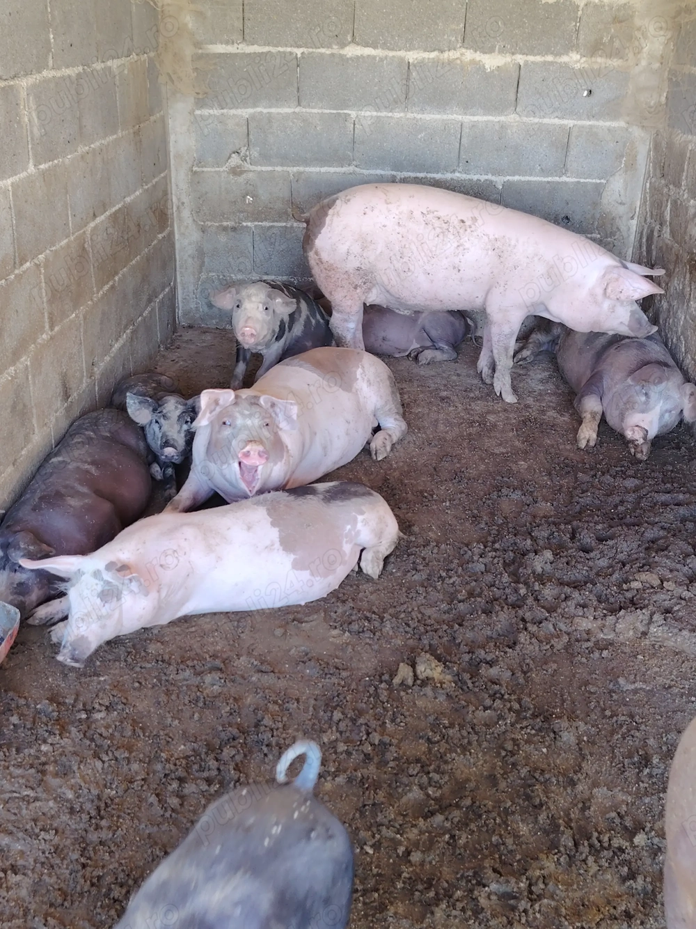 Porci și purcei de vanzare. Porci și purcei de vanzare.