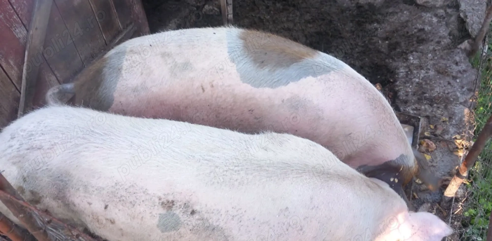 Vând porc pentru sacrificare