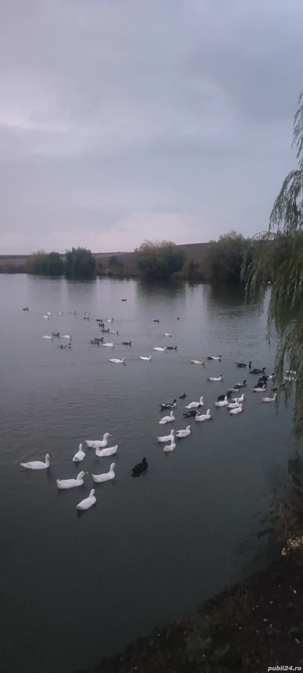 Rate mute de vânzare 