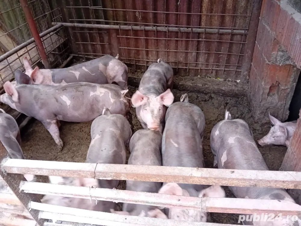 Purcei pietrain Purcei pietrain