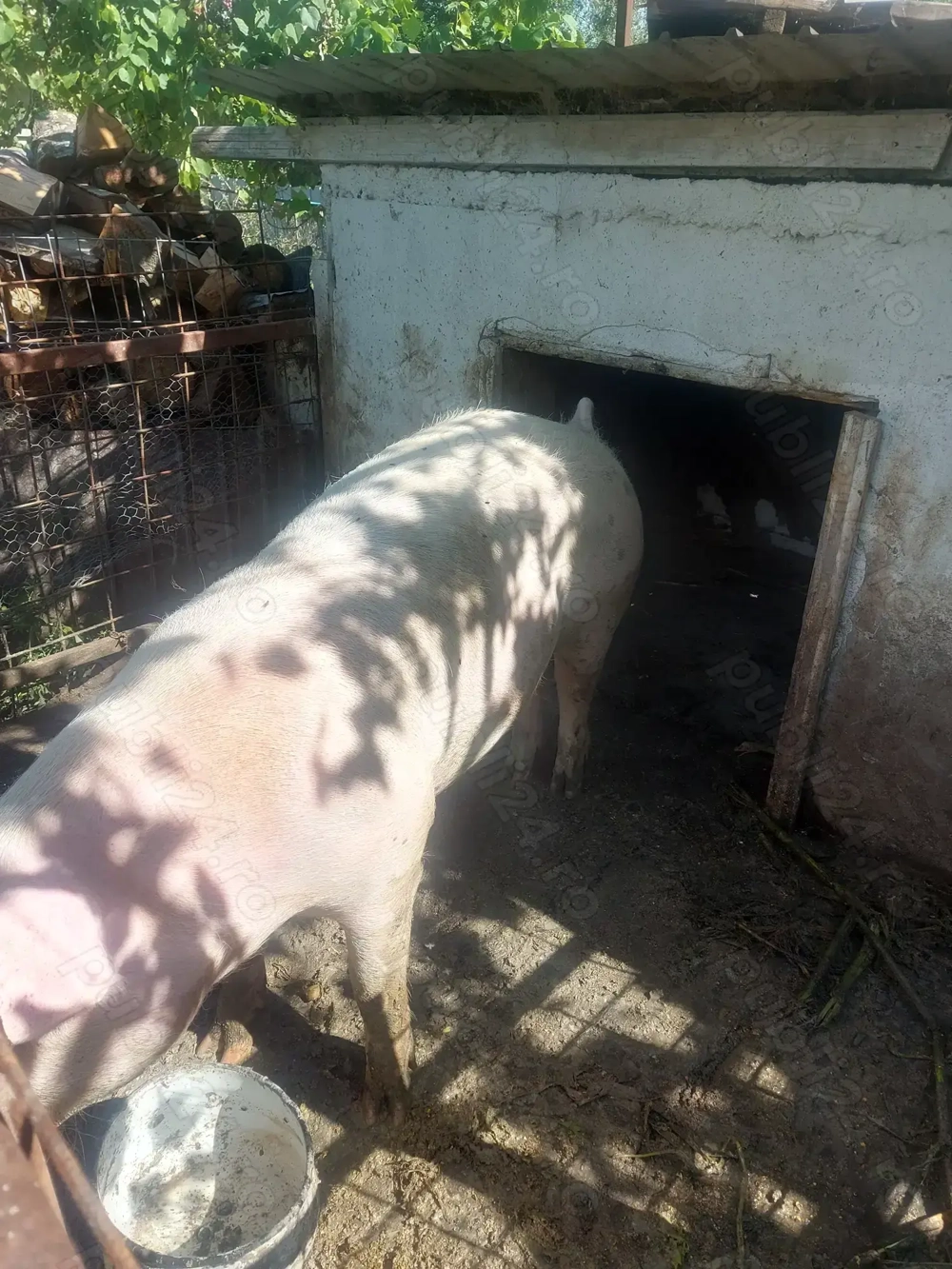 Vând porc crescut la curte. Vând porc crescut la curte.