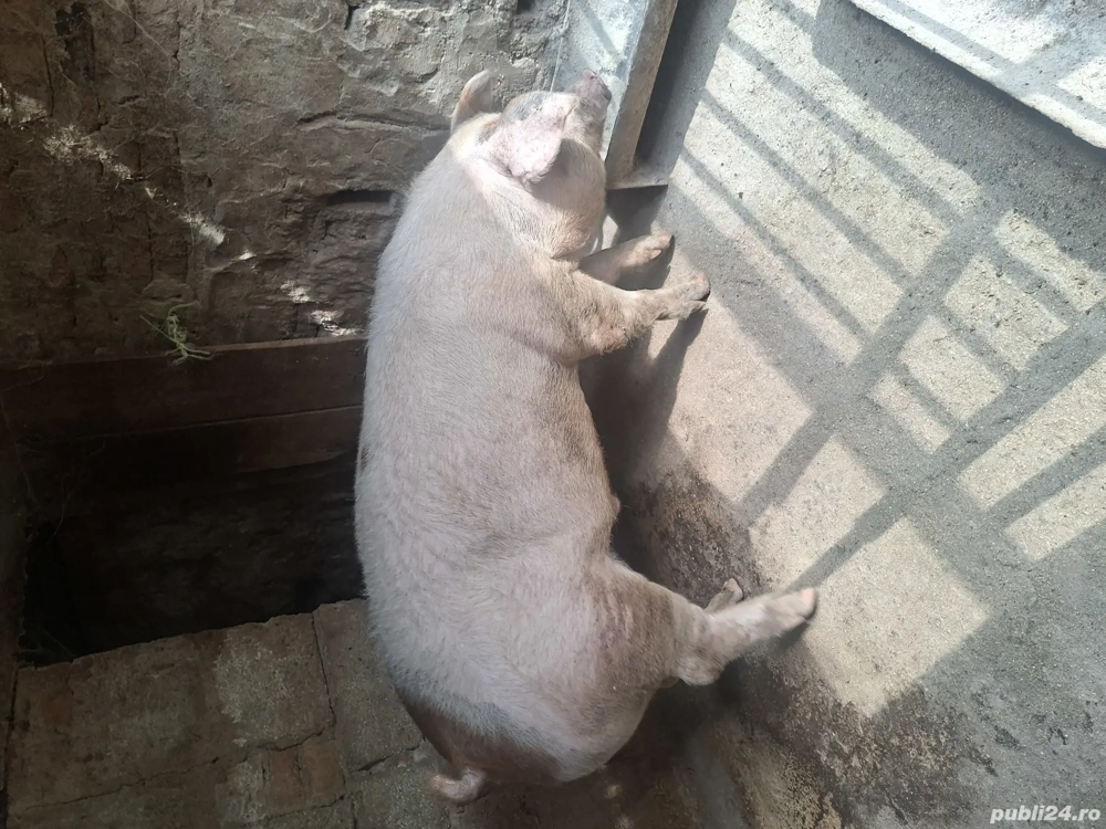 porc de vânzare 
