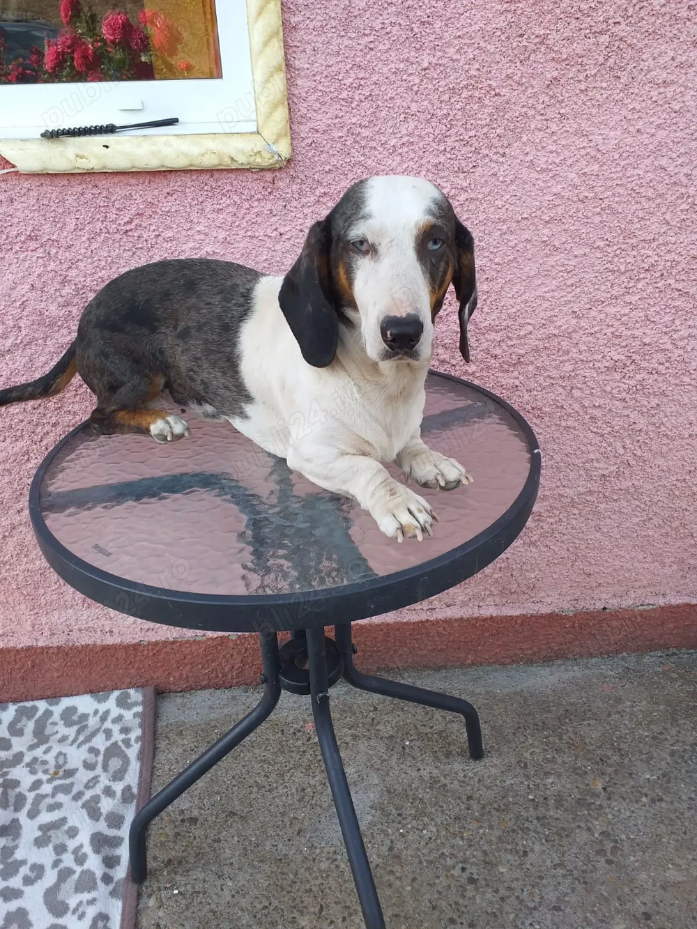 Vând Catel și catelusa teckel Arlequin  Vând Catel și catelusa teckel Arlequin