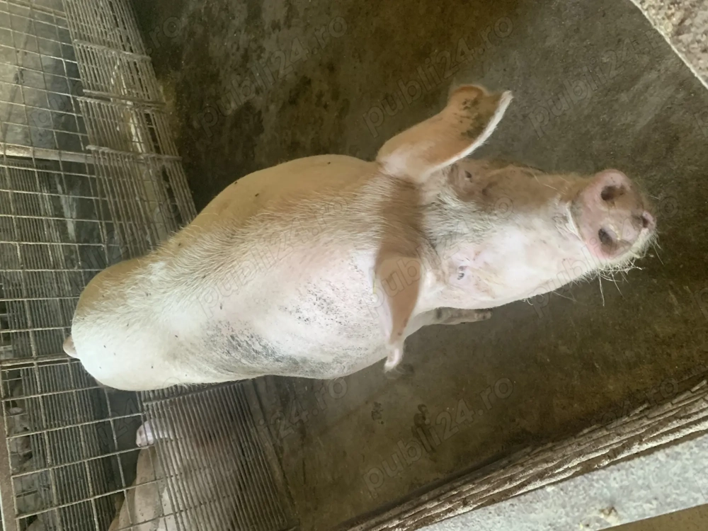 Vind scroafa pentru sacrificare fatata o singura data