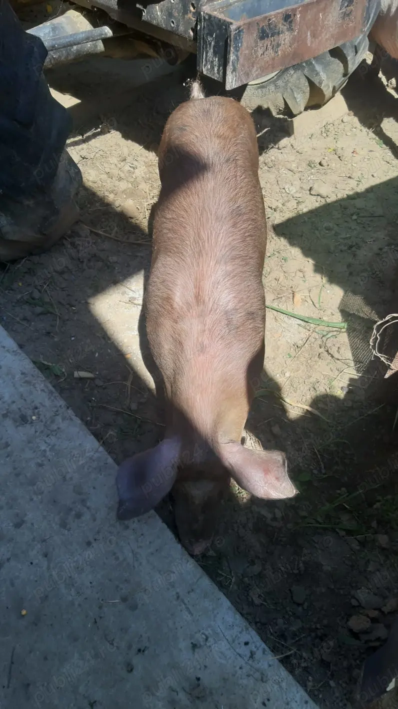 Vând porci petran cu duroc