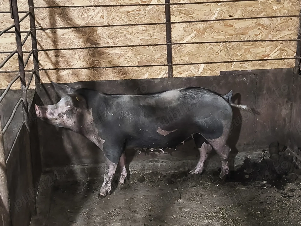 Scroafă pentru sacrificat sau reproducție 