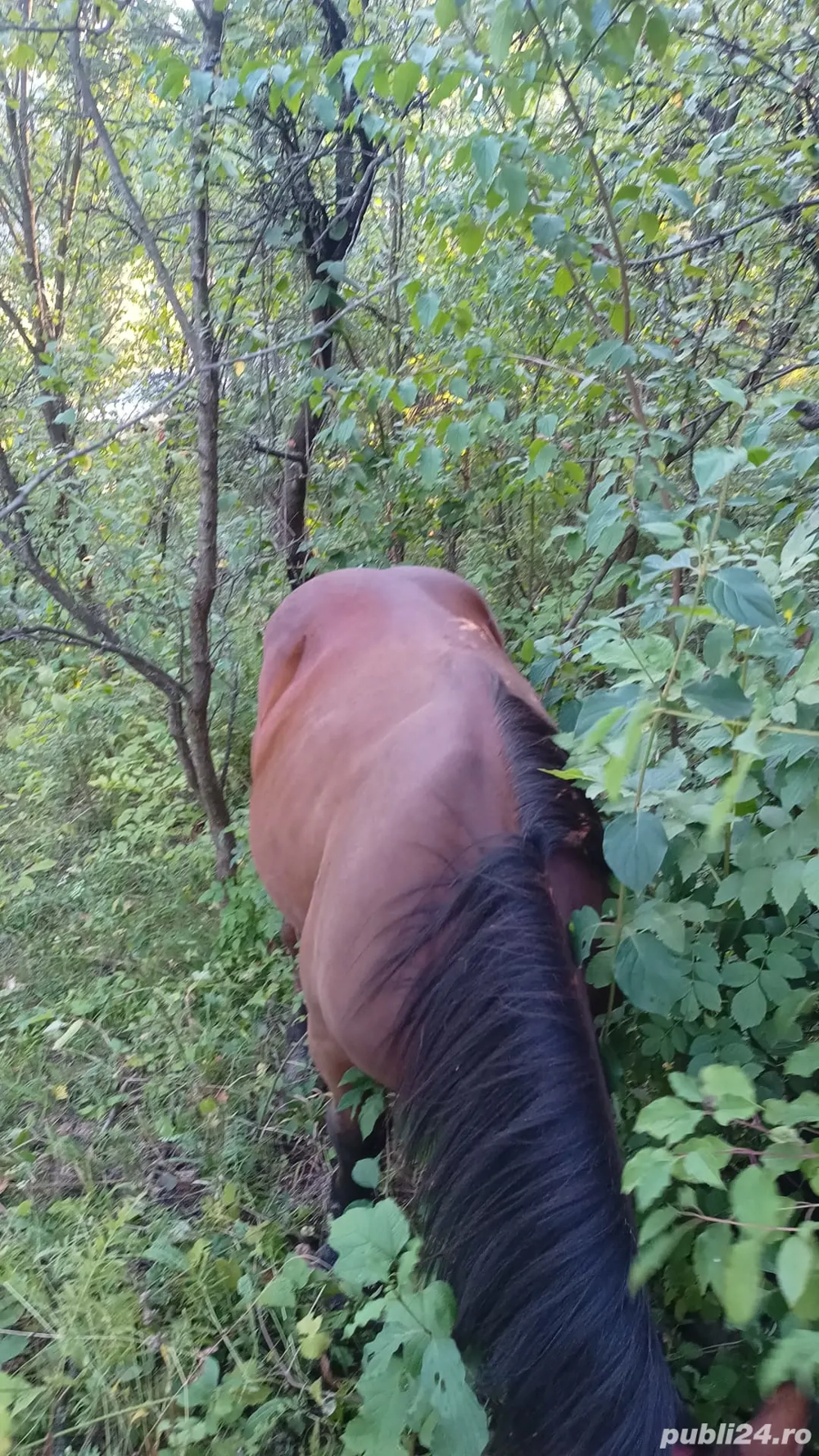 Vând iapă și armăsar 
