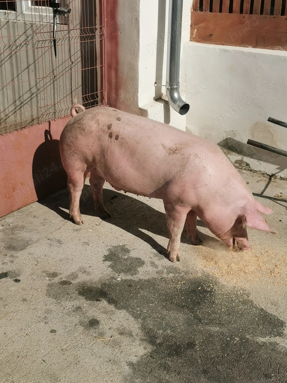 Vând porci, rasă de carne Vând porci, rasă de carne