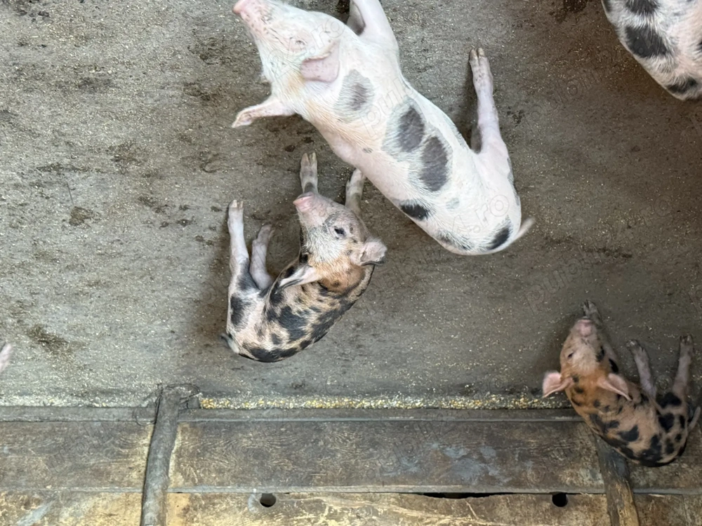 Vând purcei  Vând purcei