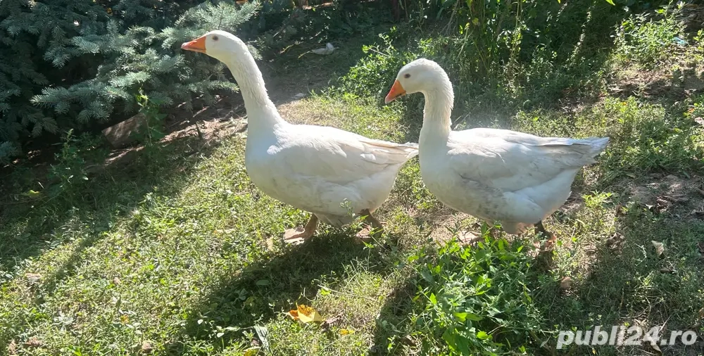 Vând gâste Vând gâste