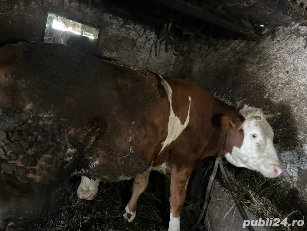 Vand doua juninci Vand doua juninci