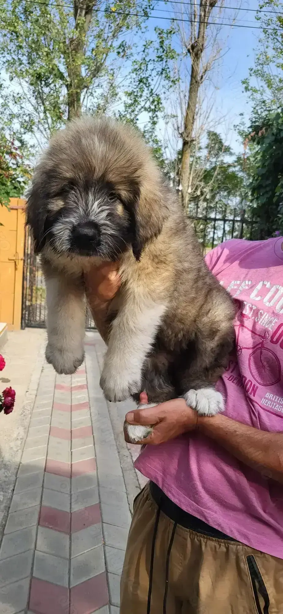 Ciobanesc mioritic ,fetita 10 saptamani.