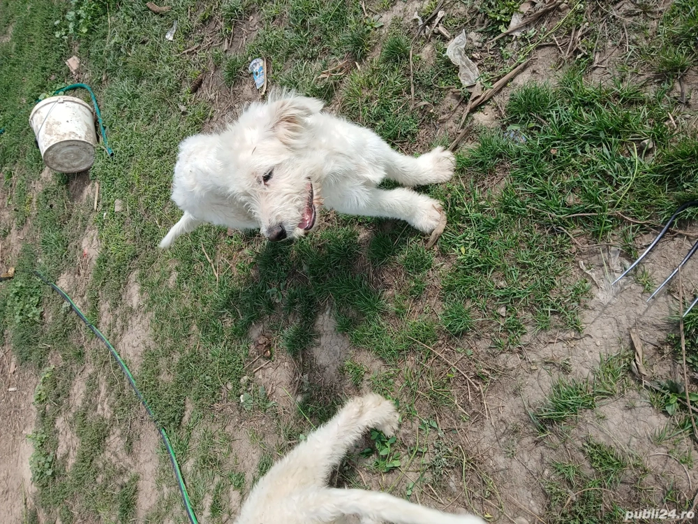 vand sau schimb cu mielute  vand sau schimb cu mielute