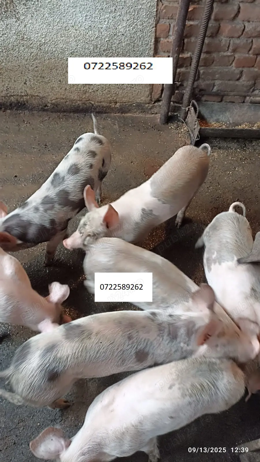 Vand Purcei curte Vand Purcei curte