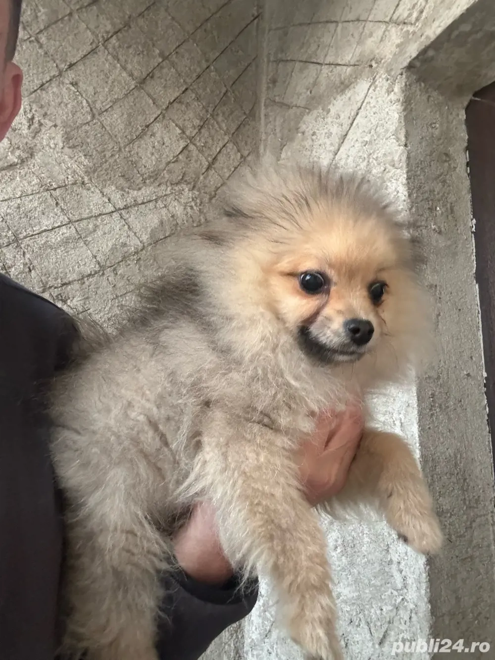 pomeranian baiat cu carnet de sanatate