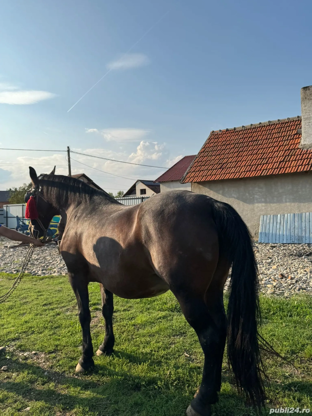 Vând iapa sau skimb 