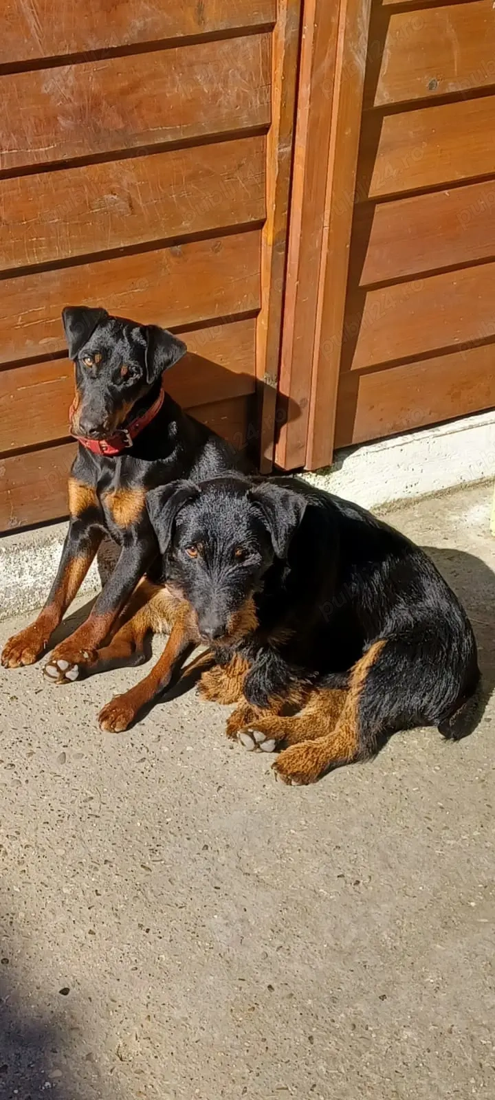 Vând pui jagdterrier 