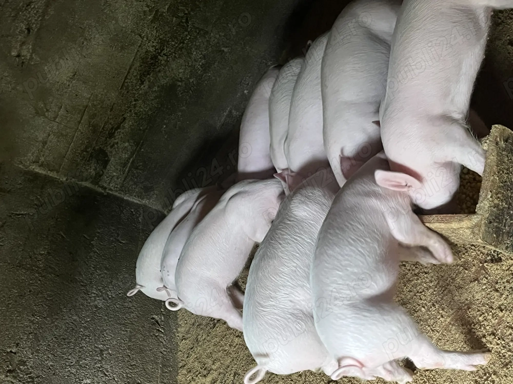 Purcei de 7 săptămâni de vânzare 