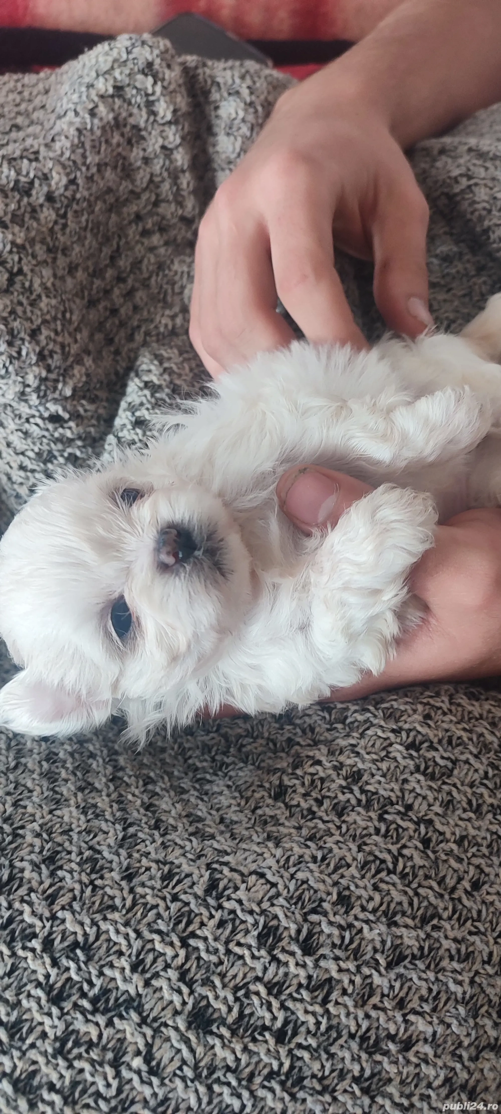 Fetita shih tzu 