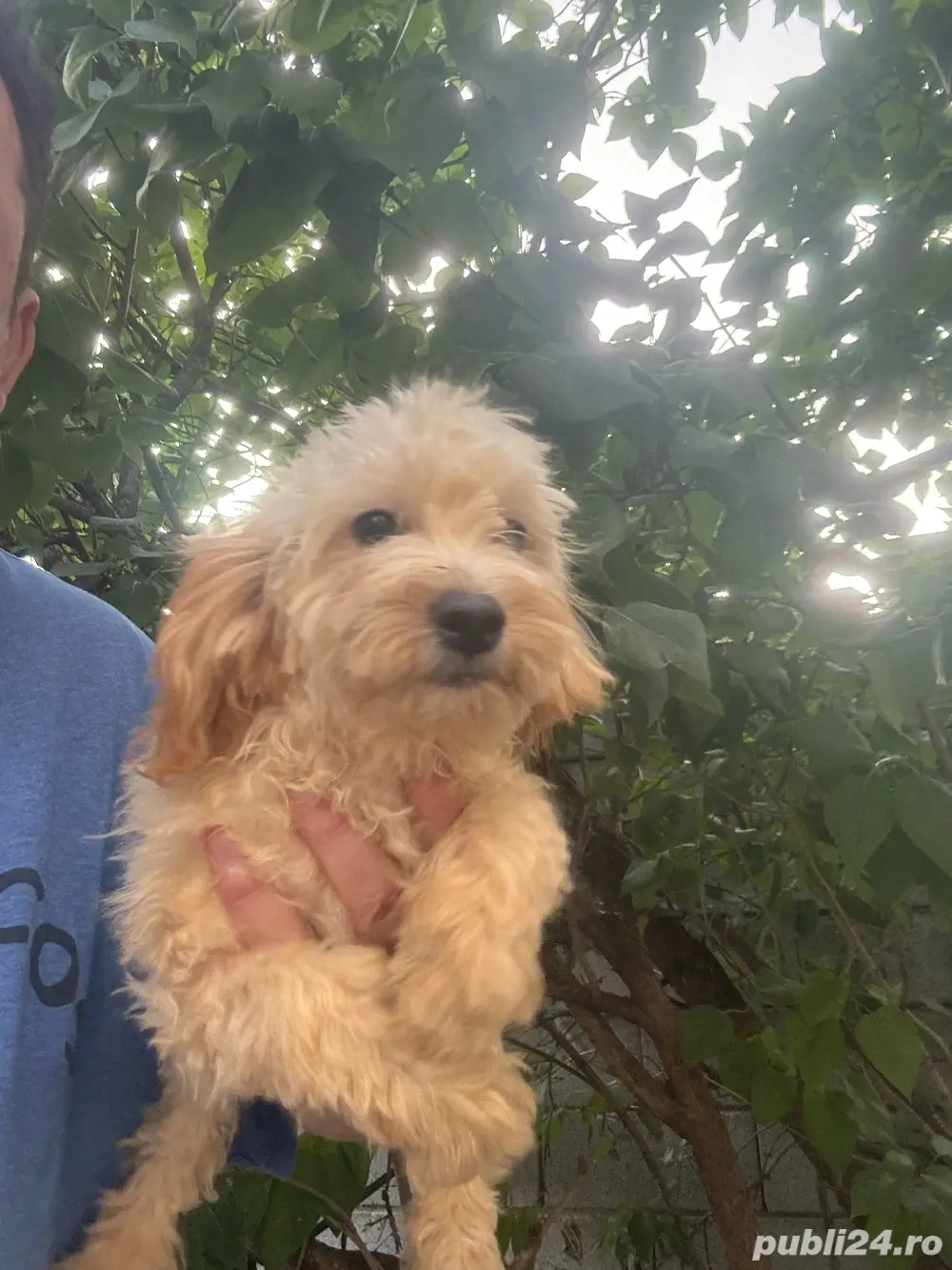 puddel baiat cu carnet de sanatate