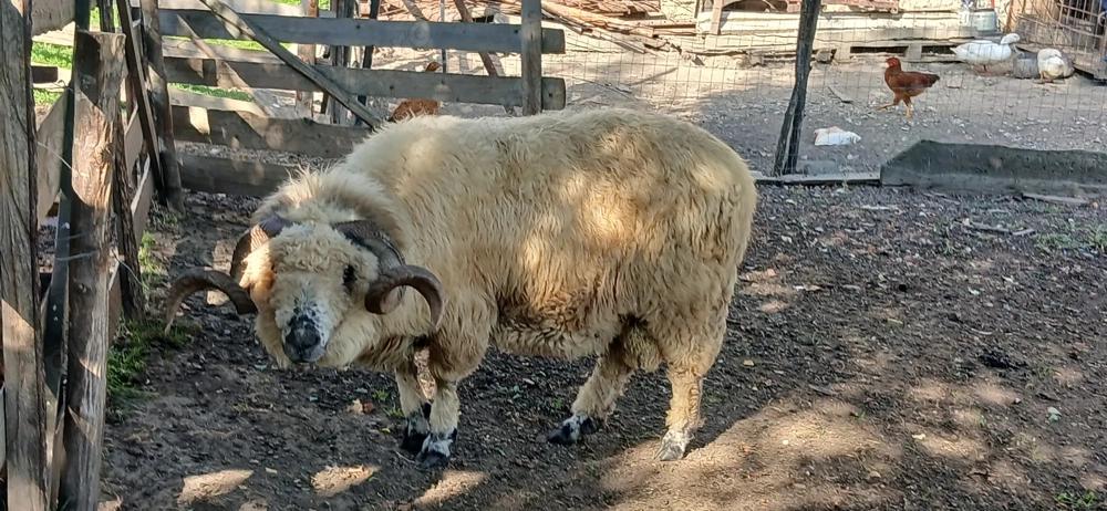 Berbec țurcan de vânzare 3 Ani Berbec țurcan de vânzare 3 Ani