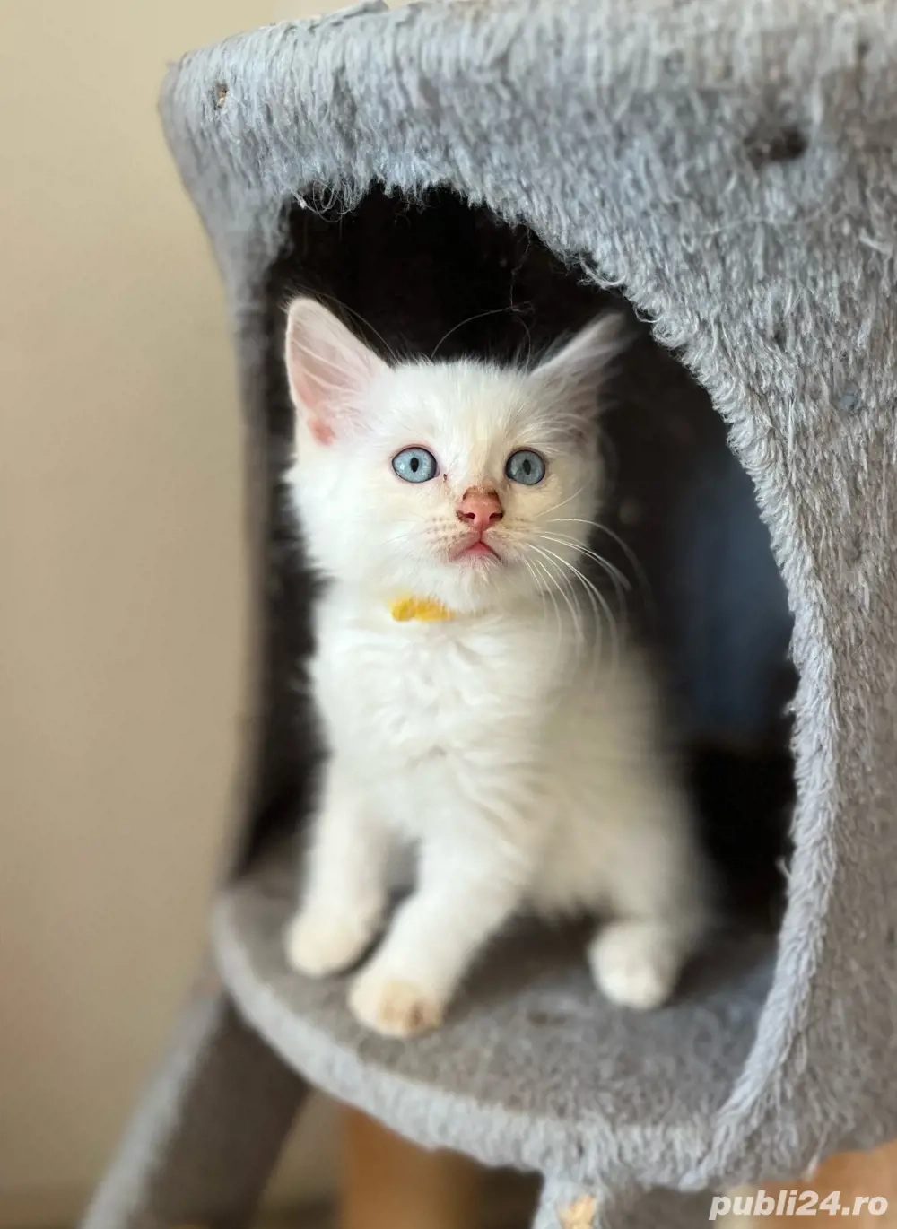 Motănel Ragdoll Flame Point 