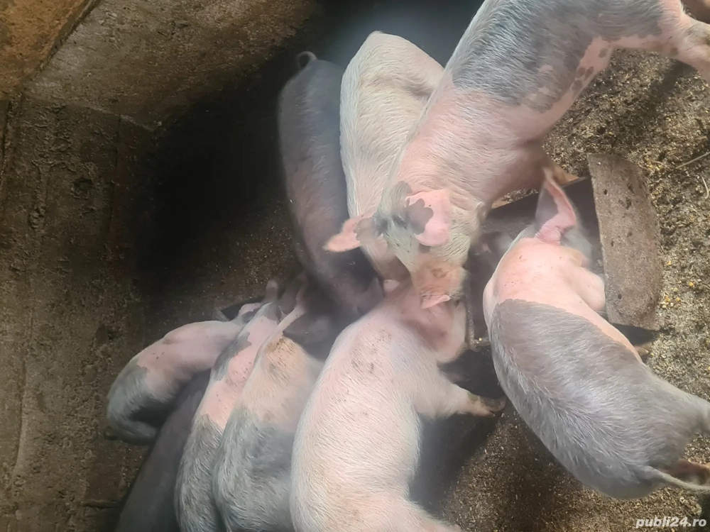 Purcei de vânzare  Purcei de vânzare