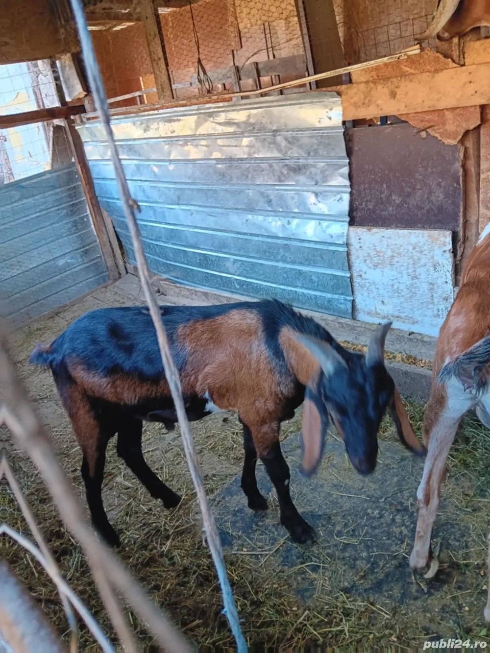 Vând 5 capre și un țap Anglo-Nubian 