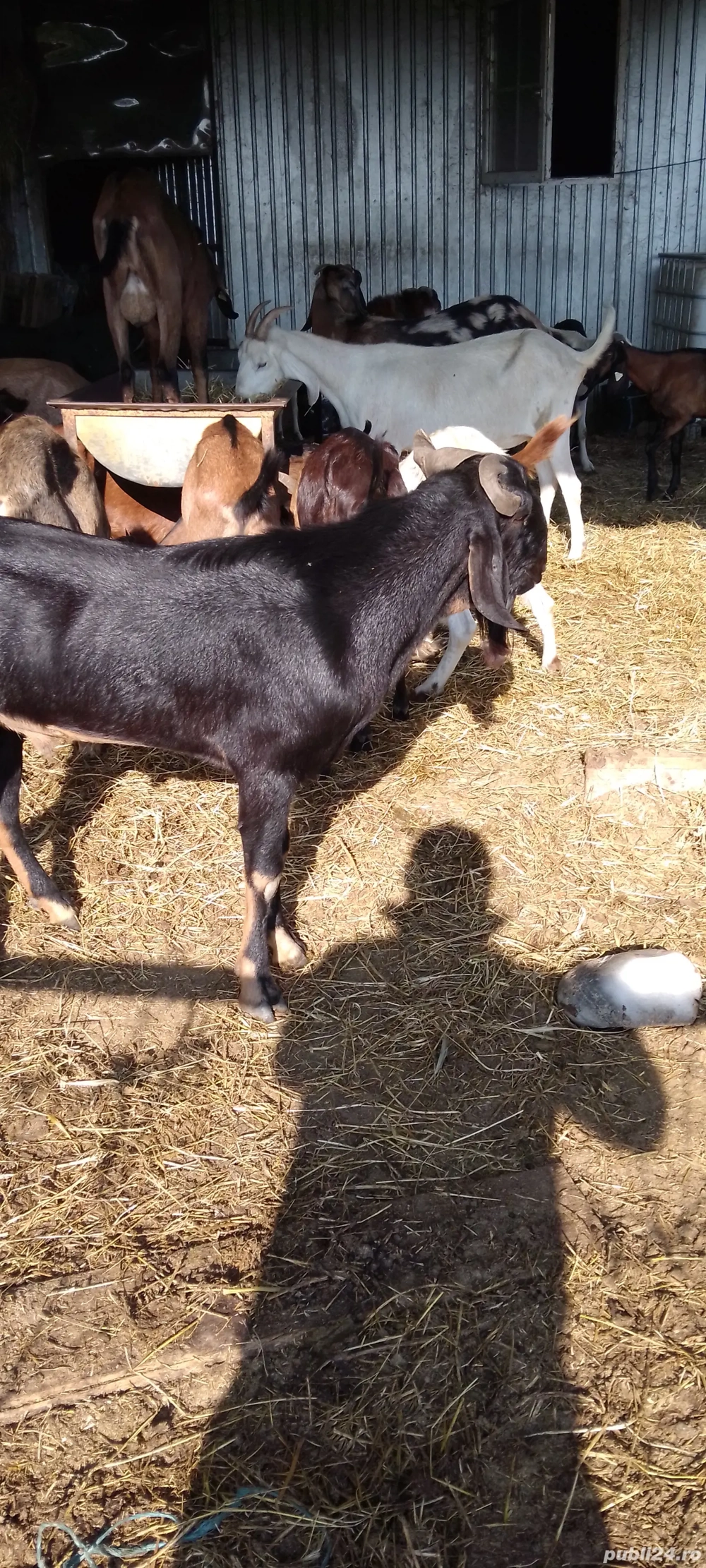 vund tap anglo nubian cu acte de origine