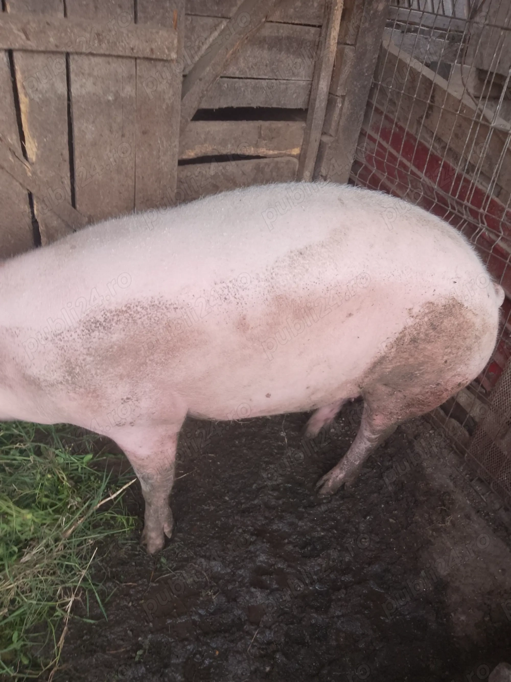 Vând porci 180-200 kilograme 