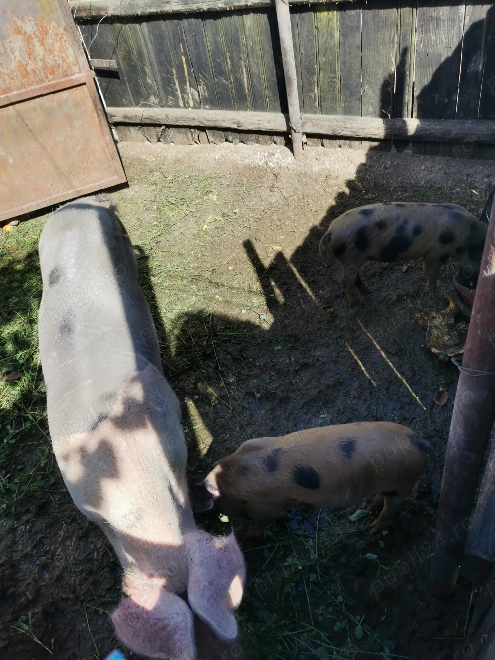 vând purcei crescuți la țară 