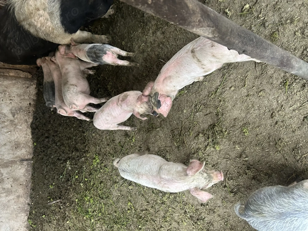 De plecare 9 purcei de 7 saptamani