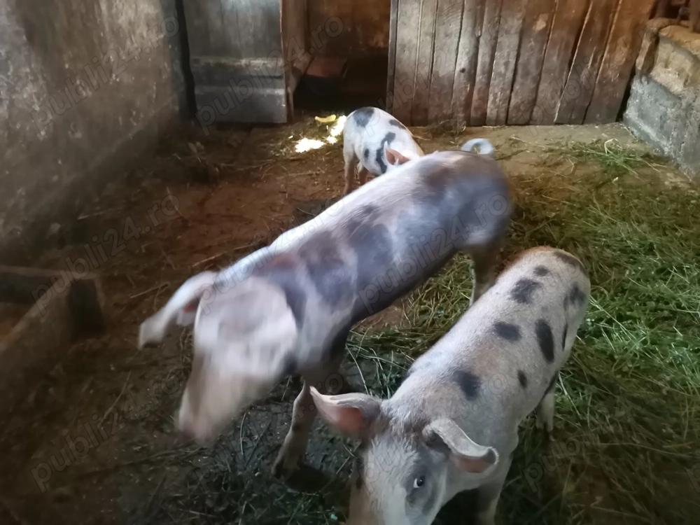 vând purcei crescuti bio