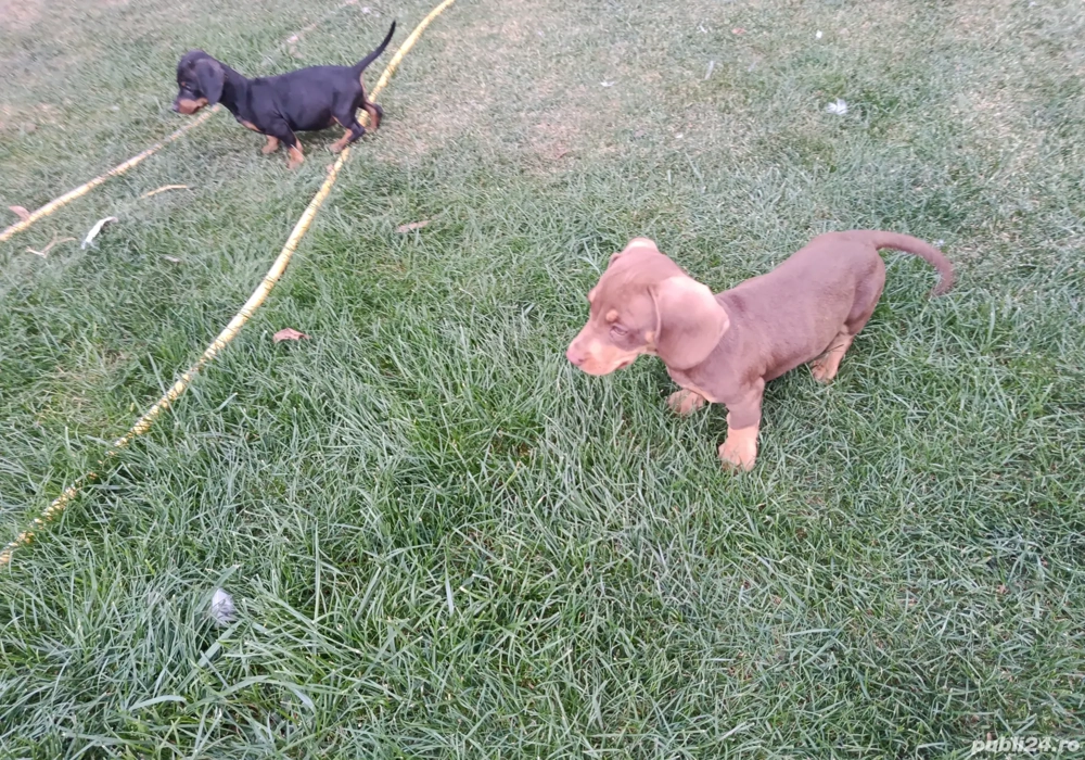 Teckel pui Teckel pui