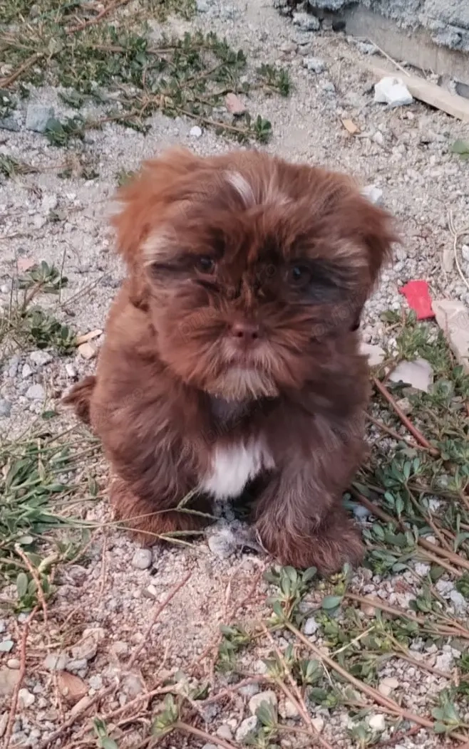 Vand catelusi Shih Tzu