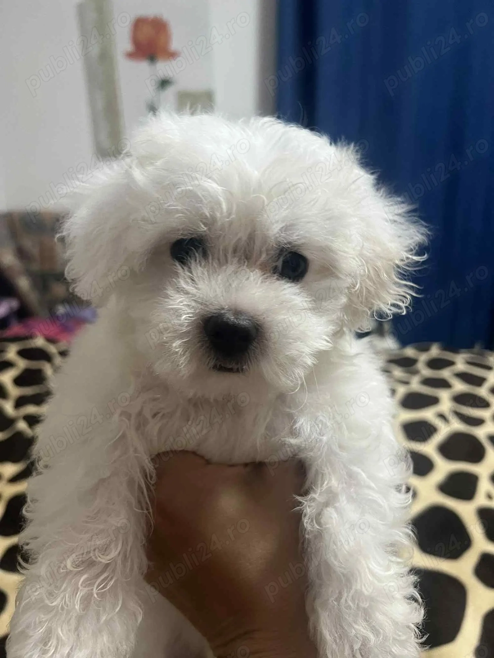 Vand bichon maltese 2 luni