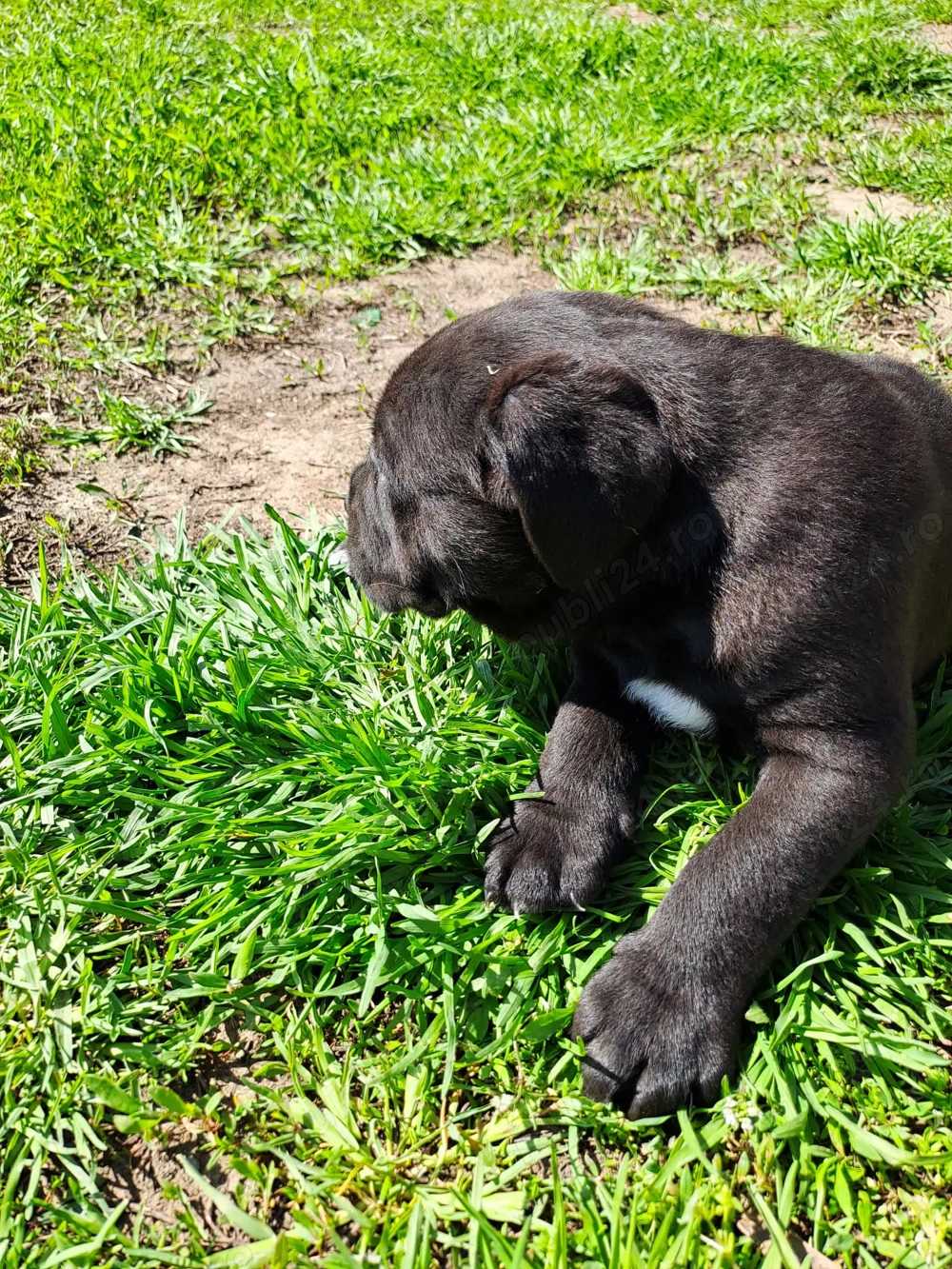 Pui de Cane corso de vanzare