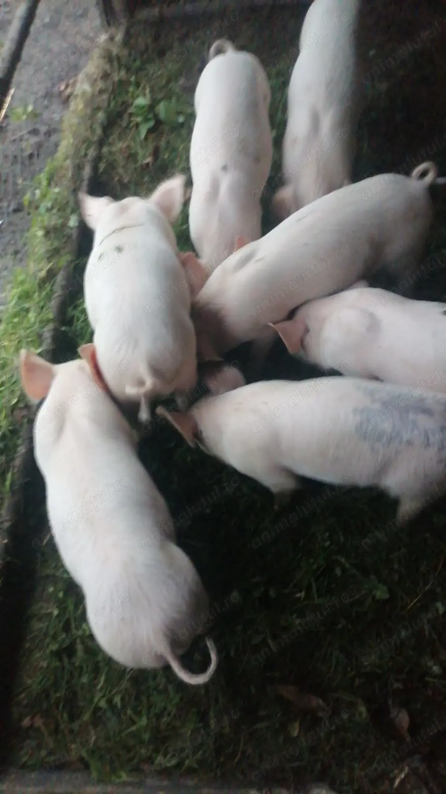 Vând purcei marele alb