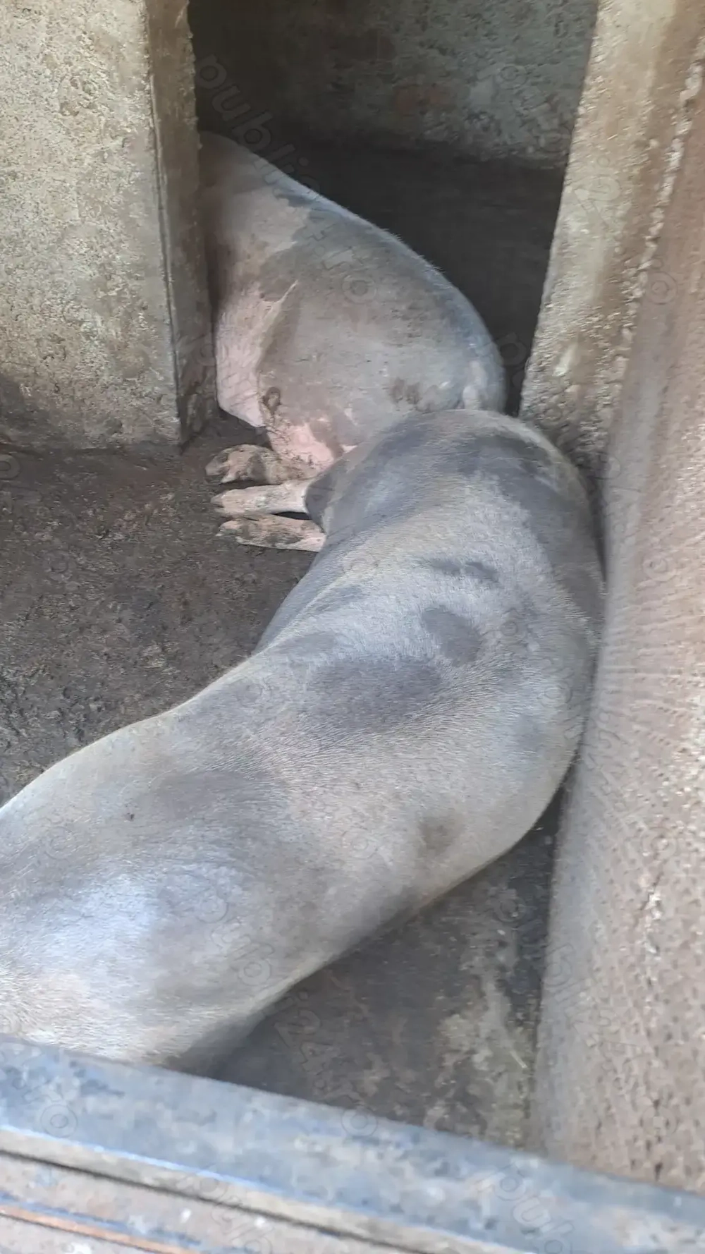 Porci de carne nu de ferma Porci de carne nu de ferma